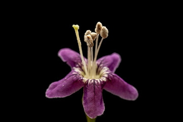 Poster - Chinese wolfberry flowers in the wild state