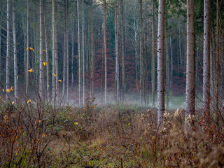 Canvas Print - Wiederaufforstung im Mischwald zur Winterzeit
