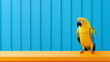 Close up shot of blue and yellow Parrot on a yellow table against blue fence or house background. Studio portrait of a Budgerigar with copy space for text. Wild Animal and Advertisement concept