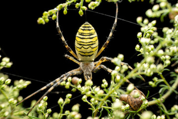 Wall Mural - Argiope bruennichii in the wild state