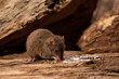 A wild Antechinus eating scraps on wood. Gembrook Victoria 