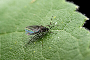 Wall Mural - fungus gnat in the wild state