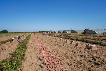 Wall Mural - Farmers packed sweet potatoes for export in the fields, North China