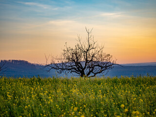 Wall Mural - Einzelner Baum im Feld