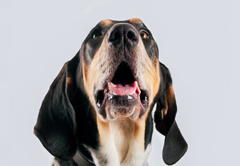 Curious large dog looking up with mouth open and long ears. 100 pounds puppy dog surprised or smelling something. 2 years old male Bluetick Coonhound or Coon dog, black and white. Selective focus.