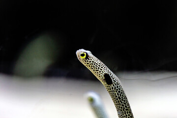Wall Mural - The cute spotted garden eel (Heteroconger hassi) in marine aquarium