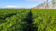carrot field in sunlight in Vojvodina
