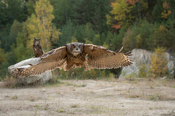Wall Mural - the great eagle owl (bubo bubo) is a large species of owl in the strigidae family. it is the largest