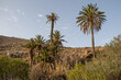 Palmen in der Schlucht Barranco de las Penidas in Fuerteventura