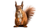  squirrel on isolated tranparent background