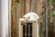 A cat lies on the air compressor to bask in the sun on a cold day.
