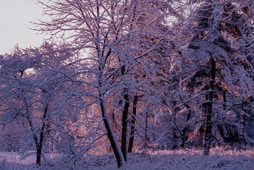 Wall Mural - 453-54 Pink Snow