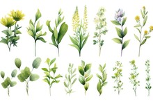 A Collection Of Different Types Of Flowers And Leaves. Suitable For Various Uses