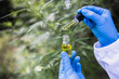 © Tinnakorn - The hands of scientists dropping marijuana oil for experimentation and research, ecological hemp plant herbal pharmaceutical cbd  oil. Hemp oil,  cbd and hash oil, alternative medicine.