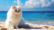 Angora Cat Sitting On The Beach With Blue Sky. Pet Traveling Concept