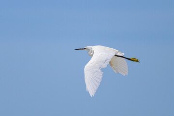 Poster - A Little Egret flying on a sunny day