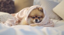 Pomeranian Dog In A Sleep Funny Mask Is Laying On Spine On Pillows Under The Blankets With The Clutch Protruding Out Of It