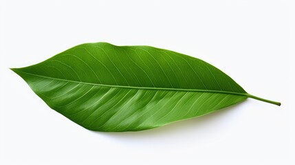 Poster - A single green leaf placed on a white surface. Suitable for various uses
