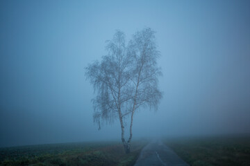 Canvas Print - Lonely tree next to a country road on a foggy autumn morning