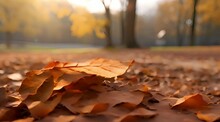 Animation Of Beautiful Red And Orange Yellow Leaves In Autumn Garden