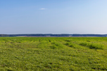 Wall Mural - field with grass for harvesting fodder for cows