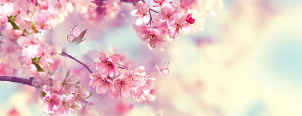 Poster - Branches of blossoming cherry against background of blue sky and fluttering butterflies in spring on nature outdoors. Pink sakura flowers, dreamy romantic artistic image of spring nature.