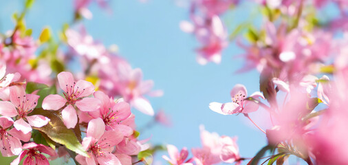 Poster - Beautiful spring natural floral background. Pink flowers of blooming sakura on a background of blue sky, close-up macro.