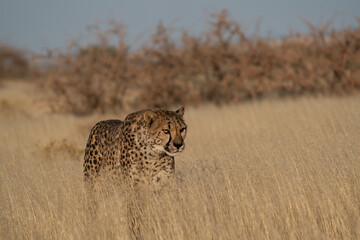 Wall Mural - A cheetah searching for prey in the grasslands of the Kalahari Desert in Namibia.