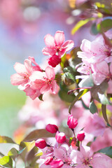 Poster - Beautiful spring natural floral background. Pink flowers of blooming sakura on a background of blue sky, close-up macro.