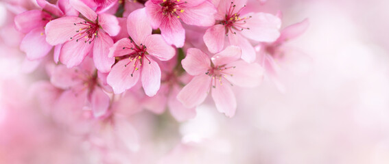 Poster - Beautiful spring natural background with pink cherry blossom flowers close up macro.