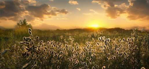 Wall Mural - Beautiful natural panoramic countryside landscape. Blooming wild high grass in nature at sunset warm summer. Pastoral scenery. Selective focusing on foreground.