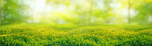 Spring Summer Natural Background. Juicy Young Green Grass And Wild Yellow Flowers On The Lawn Outdoors In Morning.
