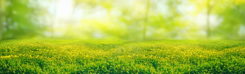 spring summer natural background. juicy young green grass and wild yellow flowers on the lawn outdoo