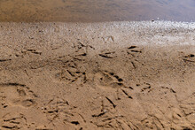 bird tracks on wet sand near a lake or river