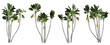 Strelitzia nicolai tropical tree on transparent background, banana plant, 3d render illustration.