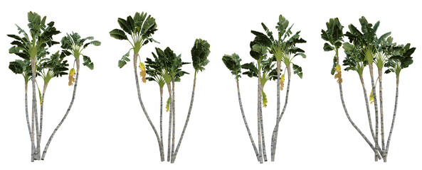 Strelitzia nicolai tropical tree on transparent background, banana plant, 3d render illustration.