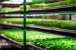 Microgreens grow under LED lights. Vertical farming technology. Indoor racks full of greens vertically. Macro and micro business of plants. Eco products, healthy eating and super food.