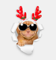 Aufkleber - Funny Mastiff puppy dressed like santa claus reindeer Rudolf with sunglasses looks through torn white paper hole. Empty free space for mock up