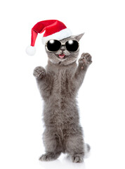 Poster - Happy cat wearing red christmas hat standing on hind legs and looking at camera. isolated on white background