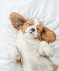 Fototapete - Happy Cavalier King Charles Spaniel puppy sleeps on a bed at home. Top down view