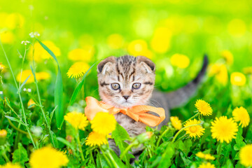 Aufkleber - Tiny kitten wearing tie bow walks on dandelion lawn