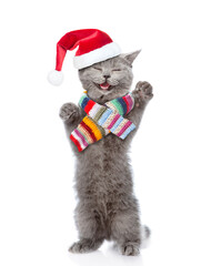 Poster - Happy cat wearing red christmas hat and warm knitted scarf standing on hind legs and looking at camera. isolated on white background