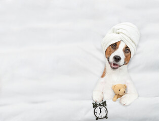 Poster - Jack russell terrier puppy with towel on it head lying on a bed at home and shows alarm clock and hugs toy bear. Top down view. Empty space for text
