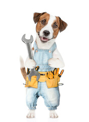 Poster - Funny Jack russell terrier puppy wearing denim overalls with tool belt holds adjustable wrench. isolated on white background