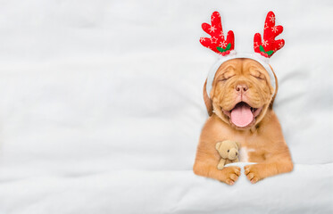 Poster - Cute Mastiff puppy dressed like santa claus reindeer Rudolf sleeps under white blanket at home and hugs toy bear. Top down view. Empty space for text