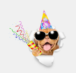 Aufkleber - Happy Mastiff puppy wearing sunglasses and party cap looks through a hole in white paper and holds exploding firecracker