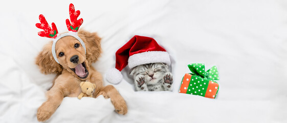 Wall Mural - Yawning English Cocker spaniel puppy dressed like santa claus reindeer hugging toy bear and lying with cozy kitten and gift box under white blanket at home. Top down view. Empty space for text