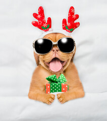 Poster - Cute Mastiff puppy dressed like santa claus reindeer  Rudolf lying under white blanket at home and holds gift box. Top down view