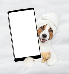 Wall Mural - jack russell terrier puppy with towel on it head relaxing with toy bear on the bed at home and showing big smartphone with white blank screen in it paw. Top down view