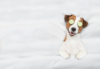 Fototapete - Funny jack russell terrier puppy with a piece of cucumber on it eyes relaxing on the bed at home. Top down view. Empty space for text